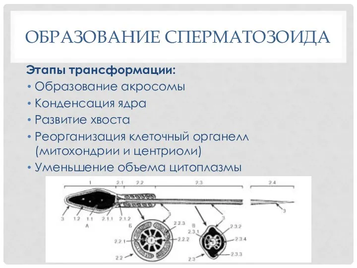 ОБРАЗОВАНИЕ СПЕРМАТОЗОИДА Этапы трансформации: Образование акросомы Конденсация ядра Развитие хвоста