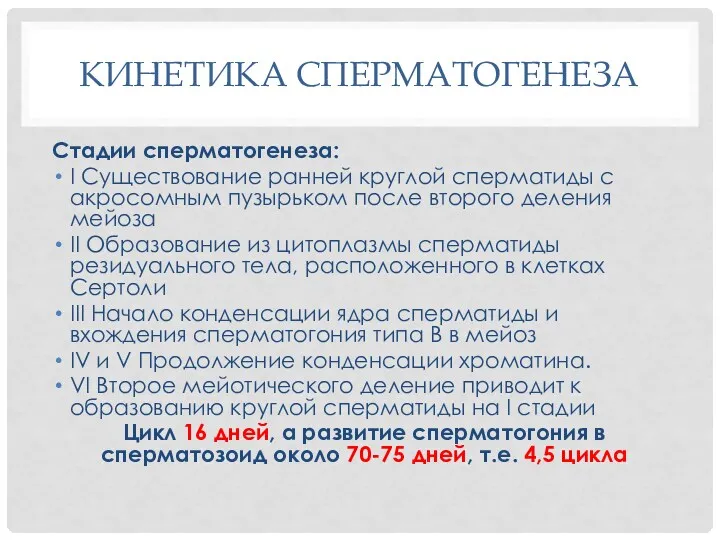 КИНЕТИКА СПЕРМАТОГЕНЕЗА Стадии сперматогенеза: I Существование ранней круглой сперматиды с