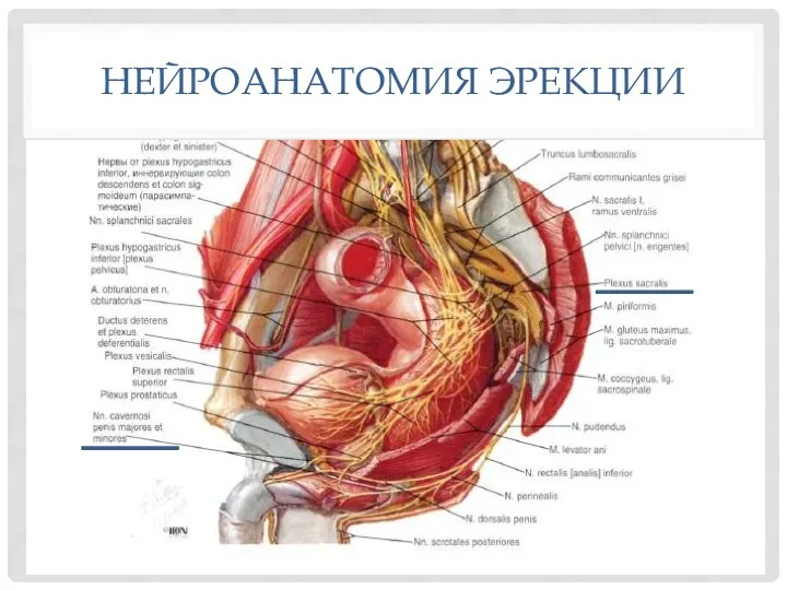 НЕЙРОАНАТОМИЯ ЭРЕКЦИИ