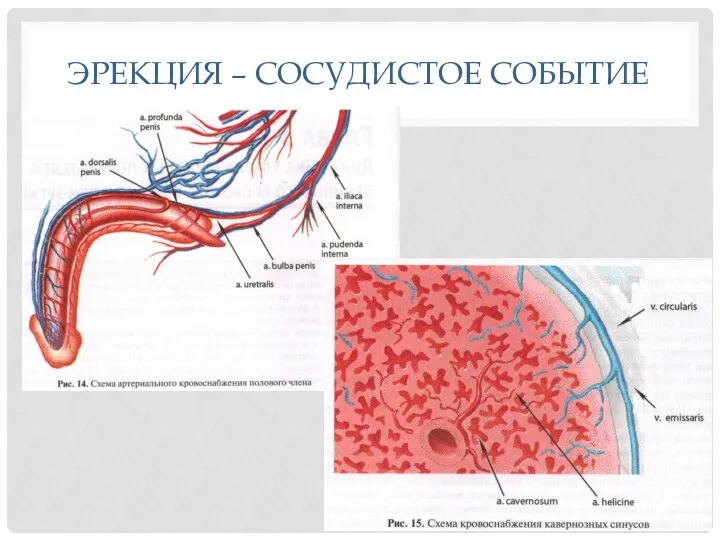 ЭРЕКЦИЯ – СОСУДИСТОЕ СОБЫТИЕ