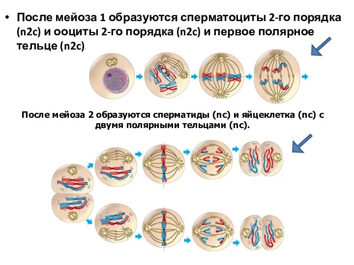 После мейоза 1 образуются сперматоциты 2-го порядка (n2c) и ооциты