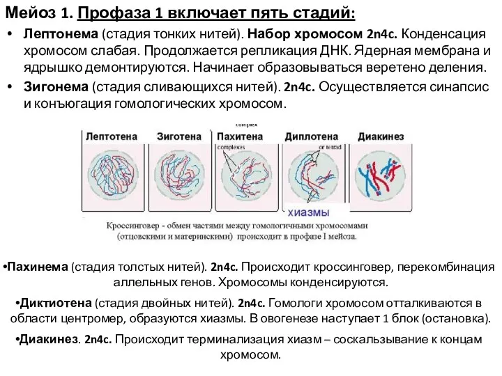 Мейоз 1. Профаза 1 включает пять стадий: Лептонема (стадия тонких