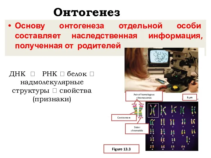 Онтогенез Основу онтогенеза отдельной особи составляет наследственная информация, полученная от