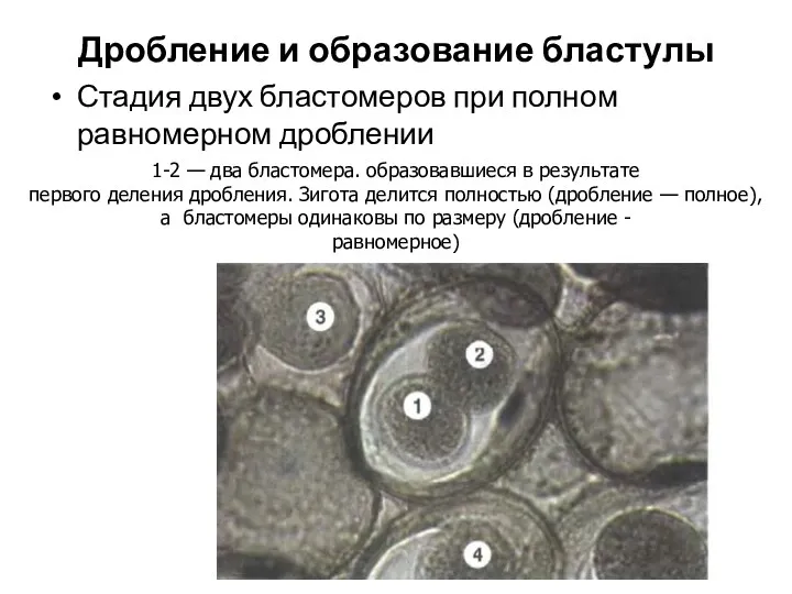 Дробление и образование бластулы Стадия двух бластомеров при полном равномерном