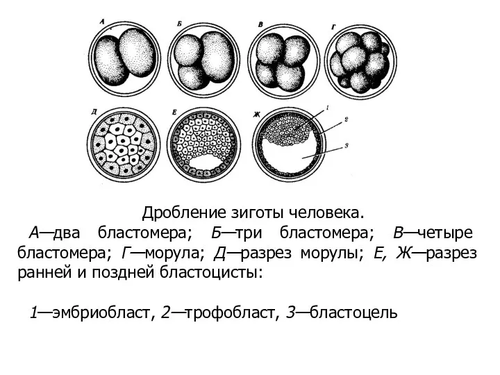 Дробление зиготы человека. А—два бластомера; Б—три бластомера; В—четыре бластомера; Г—морула;