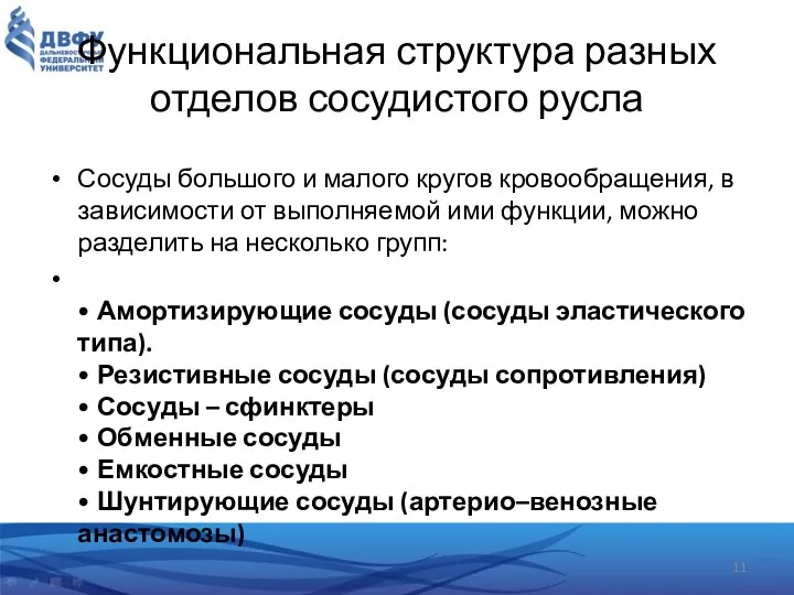 Функциональная структура разных отделов сосудистого русла Сосуды большого и малого