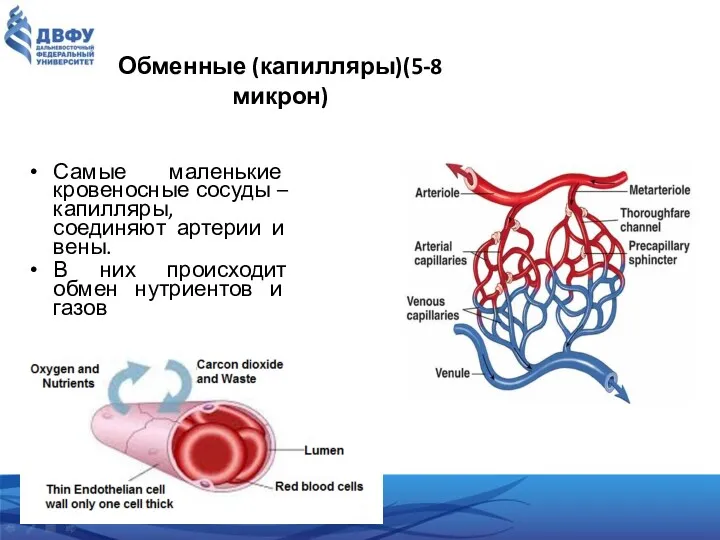 Обменные (капилляры)(5-8 микрон) Самые маленькие кровеносные сосуды – капилляры, соединяют