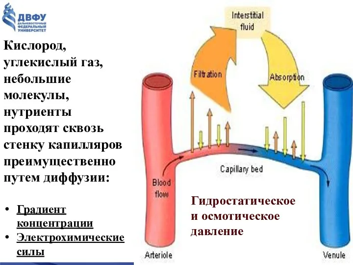 Кислород, углекислый газ, небольшие молекулы, нутриенты проходят сквозь стенку капилляров