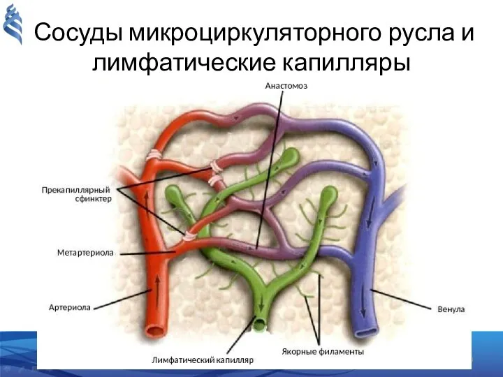 Сосуды микроциркуляторного русла и лимфатические капилляры