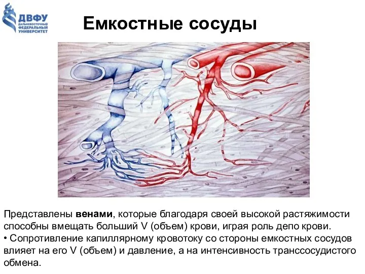 Емкостные сосуды Представлены венами, которые благодаря своей высокой растяжимости способны