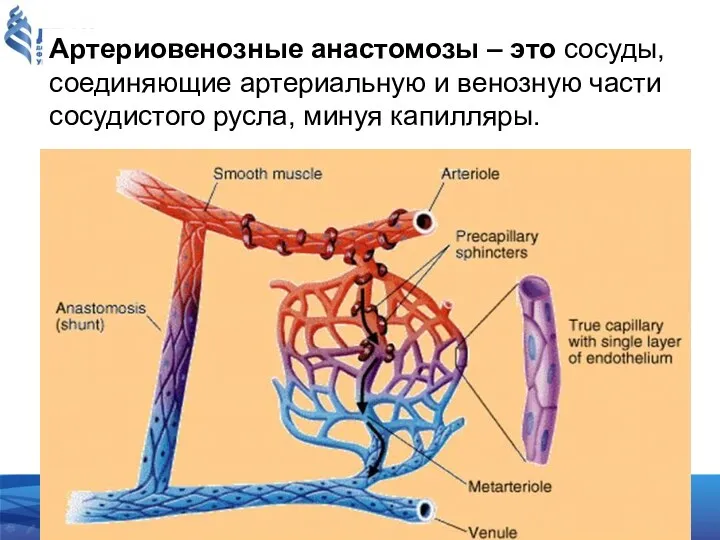 Артериовенозные анастомозы – это сосуды, соединяющие артериальную и венозную части сосудистого русла, минуя капилляры.