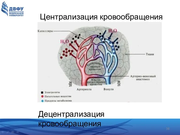 Централизация кровообращения Децентрализация кровообращения