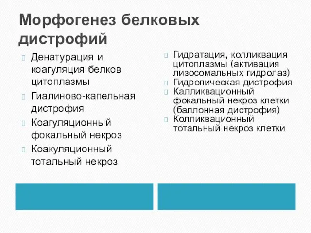 Морфогенез белковых дистрофий Денатурация и коагуляция белков цитоплазмы Гиалиново-капельная дистрофия