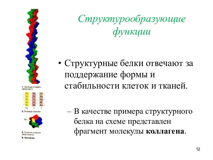 Структурообразующие функции Структурные белки отвечают за поддержание формы и стабильности