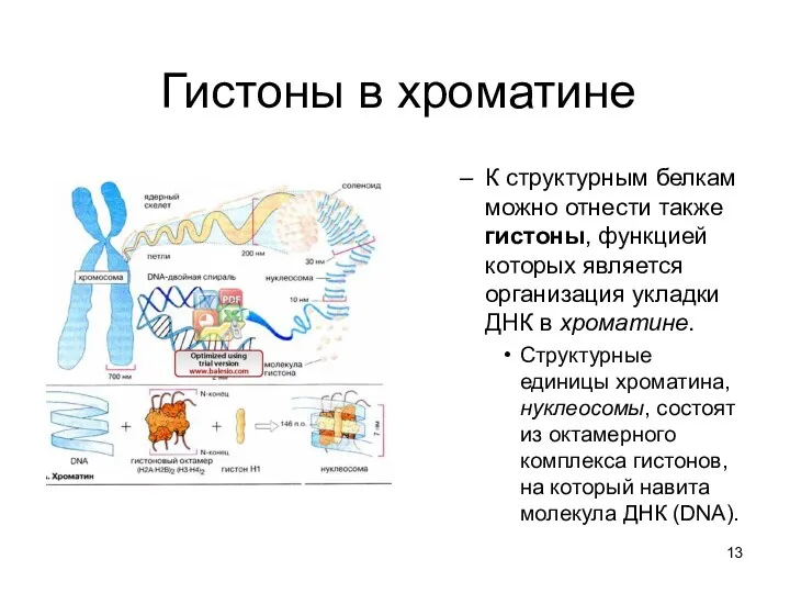 Гистоны в хроматине К структурным белкам можно отнести также гистоны,