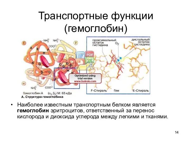 Транспортные функции (гемоглобин) Наиболее известным транспортным белком является гемоглобин эритроцитов,