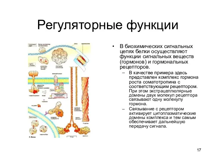 Регуляторные функции В биохимических сигнальных цепях белки осуществляют функции сигнальных