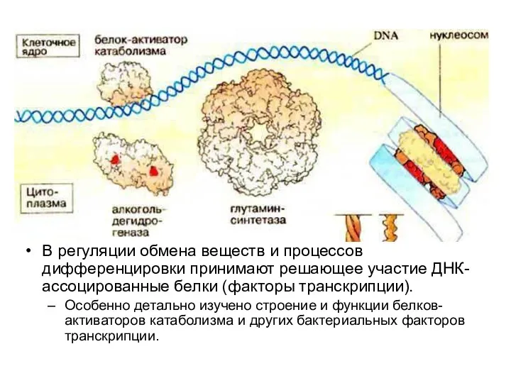 В регуляции обмена веществ и процессов дифференцировки принимают решающее участие