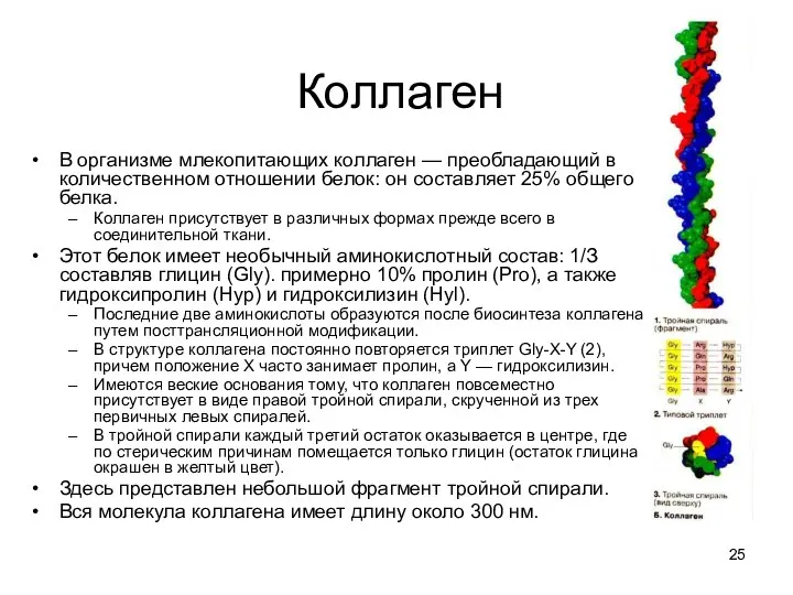 Коллаген В организме млекопитающих коллаген — преобладающий в количественном отношении