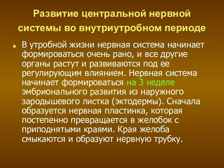 Развитие центральной нервной системы во внутриутробном периоде В утробной жизни