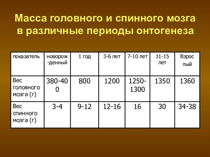 Масса головного и спинного мозга в различные периоды онтогенеза