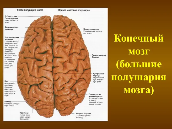 Конечный мозг (большие полушария мозга)