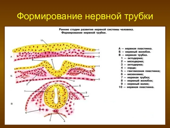 Формирование нервной трубки