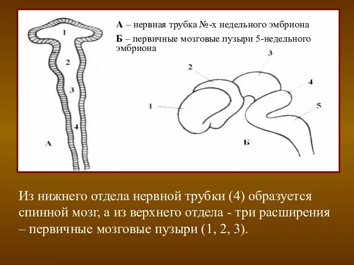 Из нижнего отдела нервной трубки (4) образуется спинной мозг, а