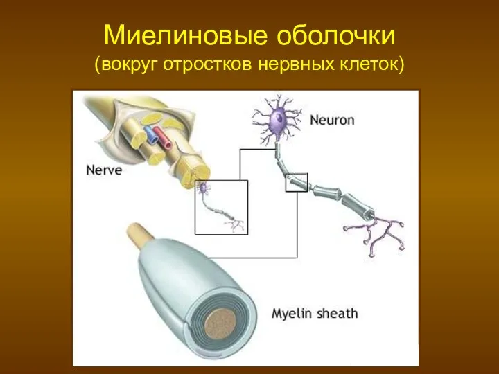 Миелиновые оболочки (вокруг отростков нервных клеток)