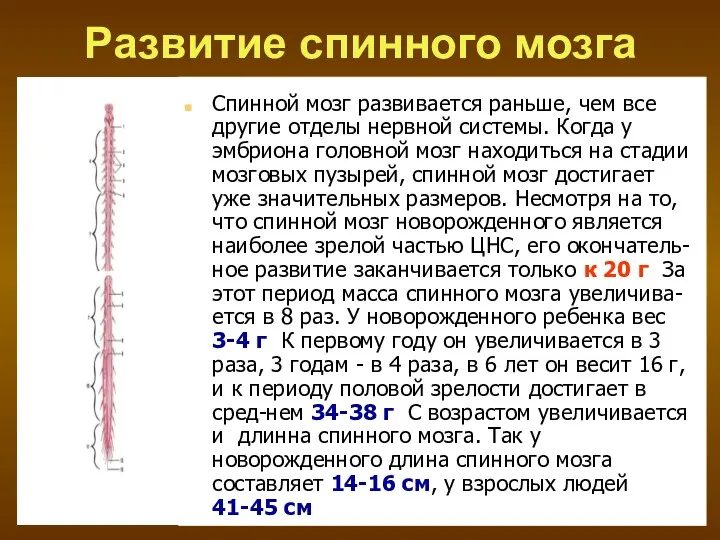 Развитие спинного мозга Спинной мозг развивается раньше, чем все другие