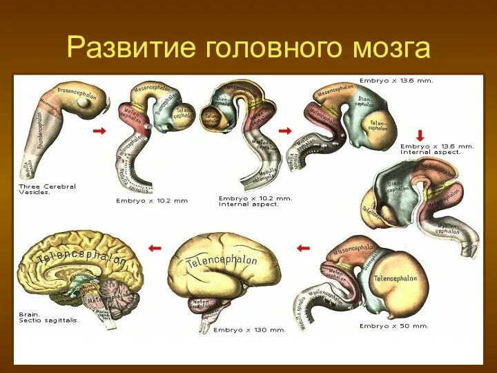 Развитие головного мозга