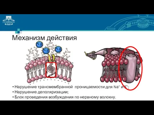 Механизм действия Нарушение трансмембранной проницаемости для Nа+ и К+; Нарушение