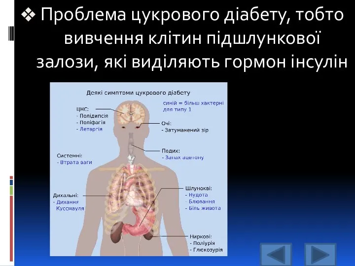 Проблема цукрового діабету, тобто вивчення клітин підшлункової залози, які виділяють гормон інсулін