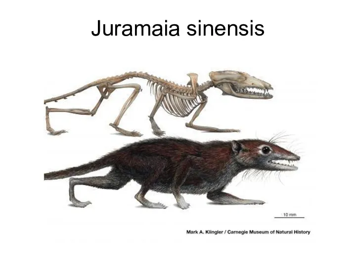 Juramaia sinensis