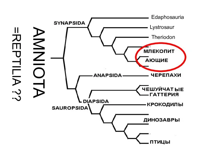 AMNIOTA =REPTILIA ?? Edaphosauria Lystrosaur Theriodon