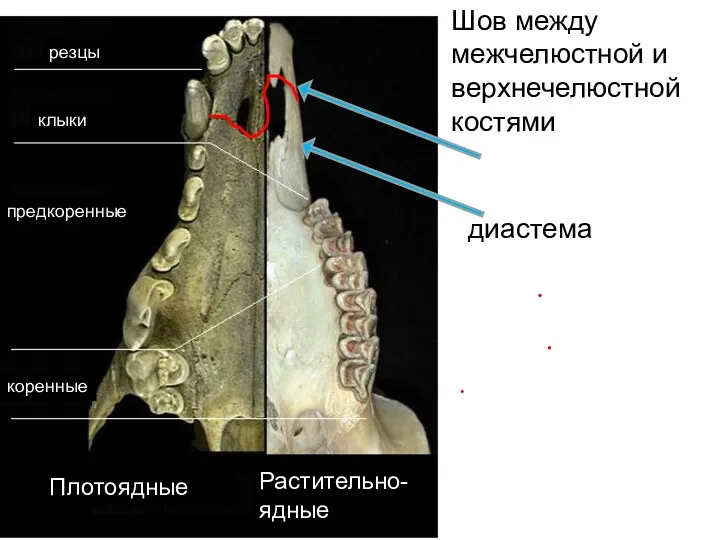 резцы клыки предкоренные коренные Растительно-ядные Плотоядные диастема Шов между межчелюстной и верхнечелюстной костями