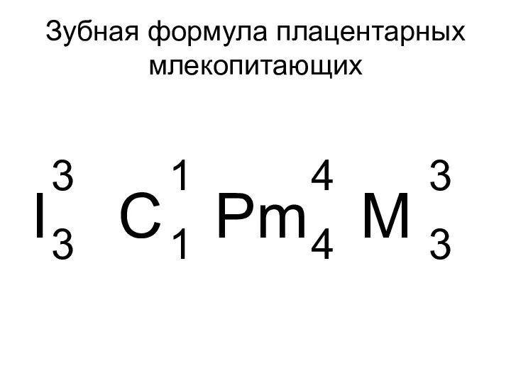 Зубная формула плацентарных млекопитающих I C Pm M 3 1 4 3 3 1 4 3