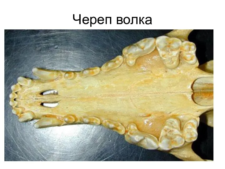 Череп волка