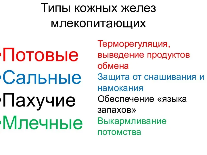 Типы кожных желез млекопитающих Потовые Сальные Пахучие Млечные Терморегуляция, выведение продуктов обмена Защита