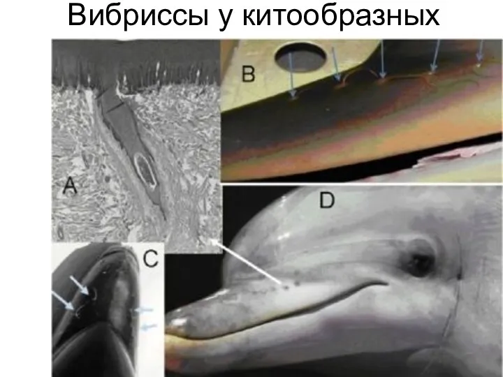 Вибриссы у китообразных