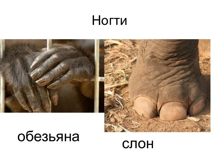 Ногти обезьяна слон