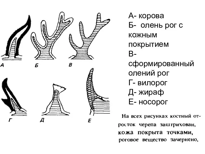 А- корова Б- олень рог с кожным покрытием В- сформированный олений рог Г-
