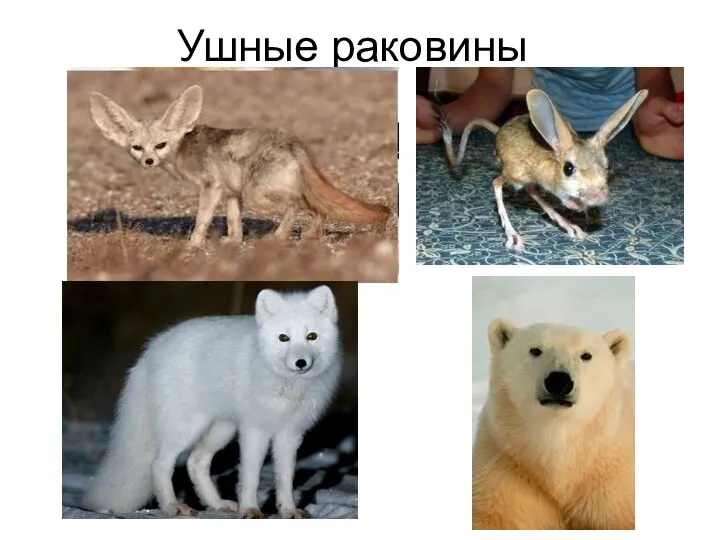 Ушные раковины