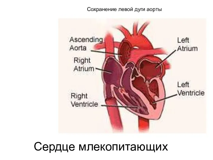 Сердце млекопитающих Сохранение левой дуги аорты