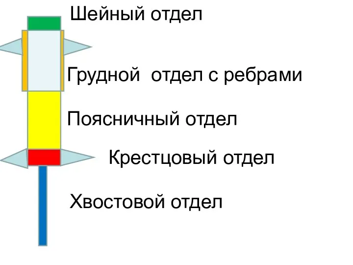 Хвостовой отдел Крестцовый отдел Шейный отдел Поясничный отдел Грудной отдел с ребрами