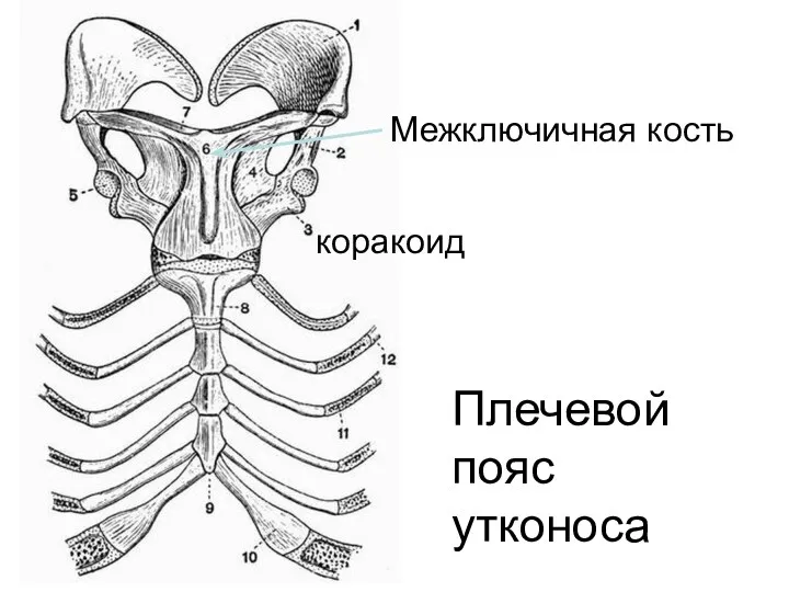 Плечевой пояс утконоса коракоид Межключичная кость