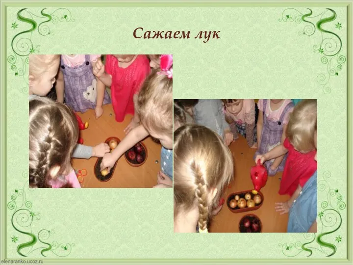 Сажаем лук