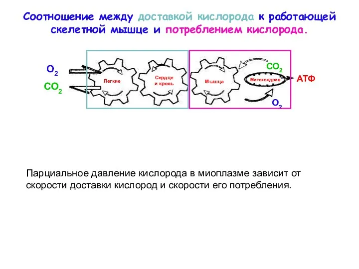 Соотношение между доставкой кислорода к работающей скелетной мышце и потреблением