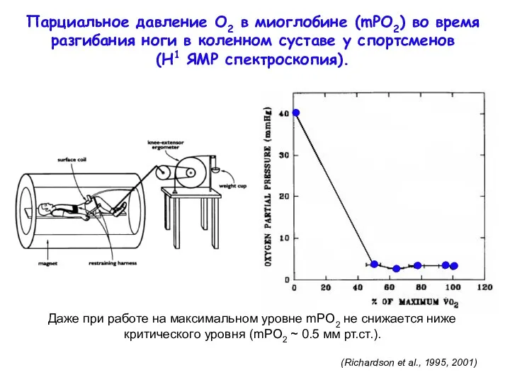 Парциальное давление O2 в миоглобине (mPO2) во время разгибания ноги