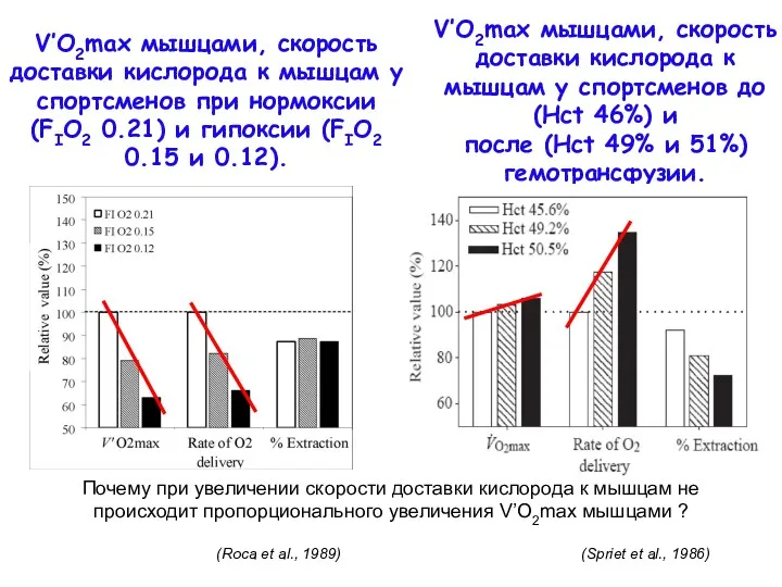 V’O2max мышцами, скорость доставки кислорода к мышцам у спортсменов до